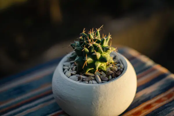 Close Bokeh Ownroot Polythele Cactus Plant Small White Pot Placed — Stock Photo, Image