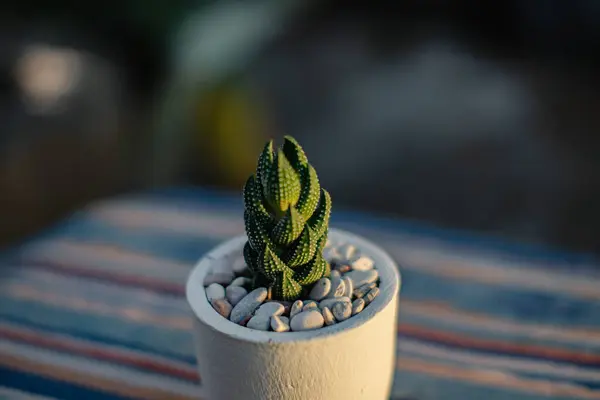 Gros Plan Bokeh Une Plante Succulente Haworthia Coarchata Dans Pot — Photo