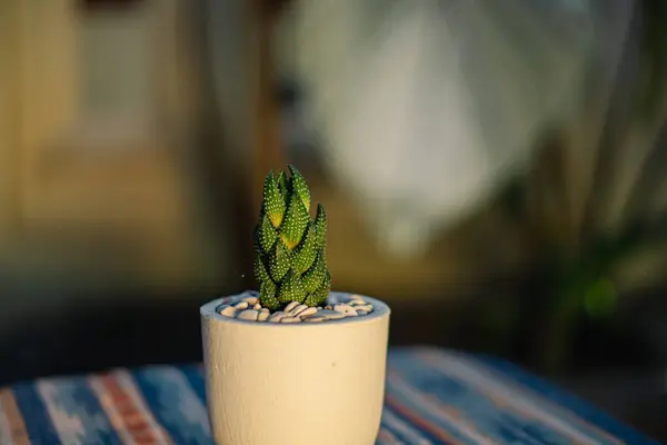 Close Bokeh Haworthia Coarchata Succulent Plant White Pot Placed Table — Stock Photo, Image