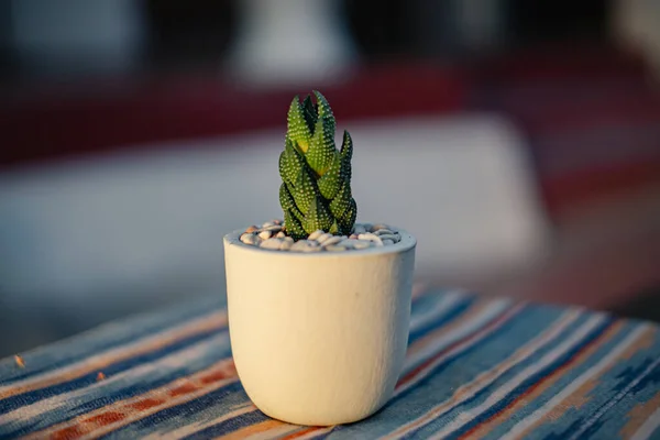 Gros Plan Bokeh Une Plante Succulente Haworthia Coarchata Dans Pot — Photo