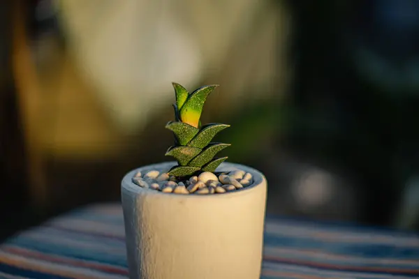 Close Bokeh Haworthia Viscosa Succulent Plant Small White Pot Placed — Stock Photo, Image