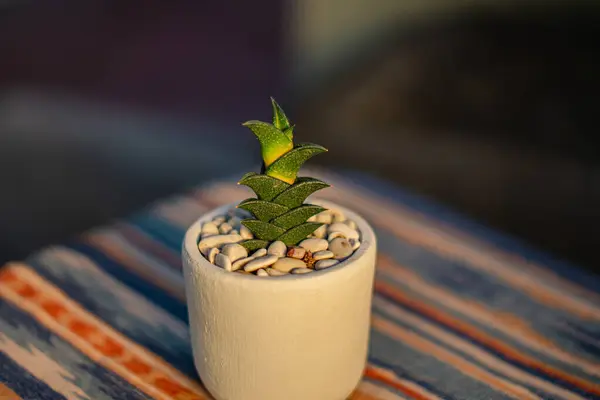 Gros Plan Bokeh Une Plante Succulente Haworthia Viscosa Dans Petit — Photo
