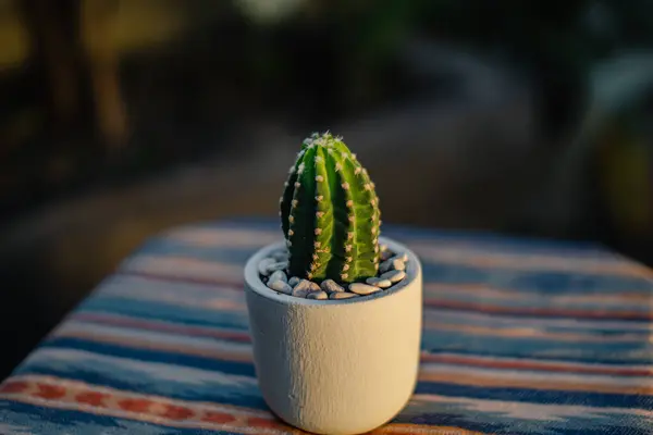 Primer Plano Bokeh Una Planta Propia Cactus Subdenudata Raíz Una — Foto de Stock