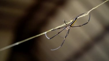 Ağını kullanarak yuva yapan bir örümceğe yaklaş. Bir evin duvarları arasında örümcek ağındaki örümceğe odaklan ve bokeh