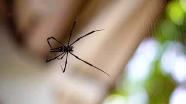 Ağını kullanarak yuva yapan bir örümceğe yaklaş. Bir evin duvarları arasında örümcek ağındaki örümceğe odaklan ve bokeh