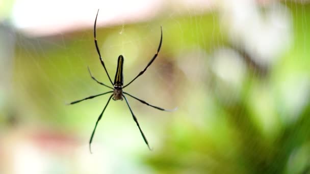 Nahaufnahme Einer Spinne Die Mit Ihrem Netz Ein Nest Baut — Stockvideo