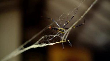Ağını kullanarak yuva yapan bir örümceğe yaklaş. Bir evin duvarları arasında örümcek ağındaki örümceğe odaklan ve bokeh