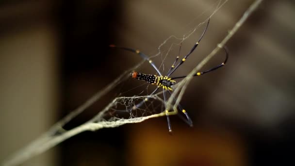 ネットを使って巣を作るクモのクローズアップ 家の壁の間のコブウェブのクモの焦点とボケ — ストック動画