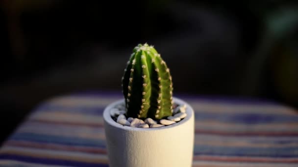 Zbliżenie Bokeh Własnej Rośliny Subdenudata Kaktusa Małym Białym Garnku Umieszczonym — Wideo stockowe