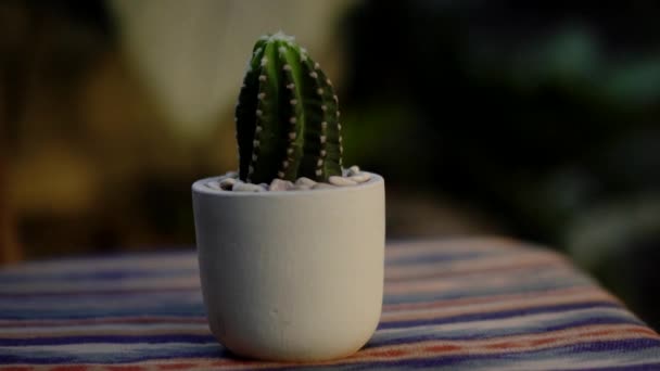 Primer Plano Bokeh Una Planta Propia Cactus Subdenudata Raíz Una — Vídeo de stock