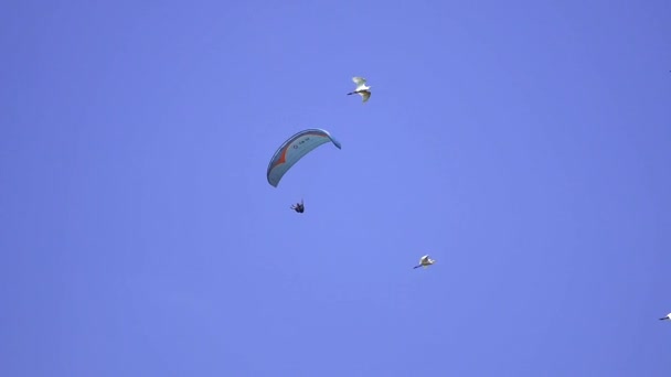 Adrenalinpumpande Extrem Sport Skärmflygning Mot Den Klarblå Himlen Paraglider Flyger — Stockvideo