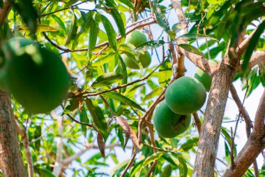 Ağacın üzerinde olgunlaşmış büyük mango meyvesi. Günün sıcağında bir sürü büyük meyve veren bir mango ağacı.