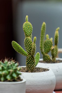 Opuntia Mickey Ownroot Kaktüs bitkisinin küçük beyaz bir kapta yakın plan ve bokeh 'i. Kaktüs bitkileri, diğer bitkilerle dolu bir bahçede gün boyunca etnik bir masa örtüsüyle bir masanın üzerine konur.