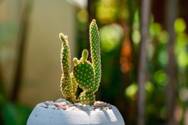 Opuntia Mickey Ownroot Kaktüs bitkisinin küçük beyaz bir kapta yakın plan ve bokeh 'i. Kaktüs bitkileri, diğer bitkilerle dolu bir bahçede gün boyunca etnik bir masa örtüsüyle bir masanın üzerine konur.