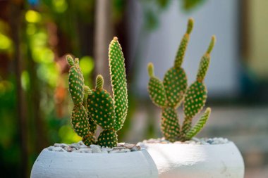 Opuntia Mickey Ownroot Kaktüs bitkisinin küçük beyaz bir kapta yakın plan ve bokeh 'i. Kaktüs bitkileri, diğer bitkilerle dolu bir bahçede gün boyunca etnik bir masa örtüsüyle bir masanın üzerine konur.