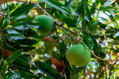 Ağacın üzerinde olgunlaşmış büyük mango meyvesi. Günün sıcağında bir sürü büyük meyve veren bir mango ağacı.