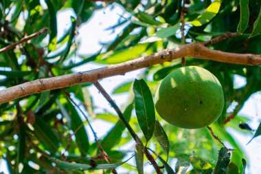 Ağacın üzerinde olgunlaşmış büyük mango meyvesi. Günün sıcağında bir sürü büyük meyve veren bir mango ağacı.