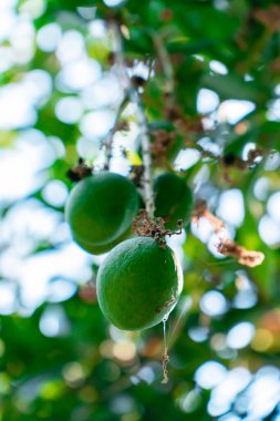 Ağacın üzerinde olgunlaşmış büyük mango meyvesi. Günün sıcağında bir sürü büyük meyve veren bir mango ağacı.