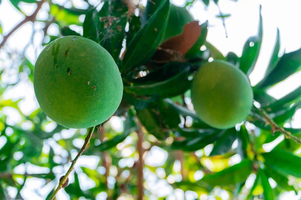 Ağacın üzerinde olgunlaşmış büyük mango meyvesi. Günün sıcağında bir sürü büyük meyve veren bir mango ağacı.