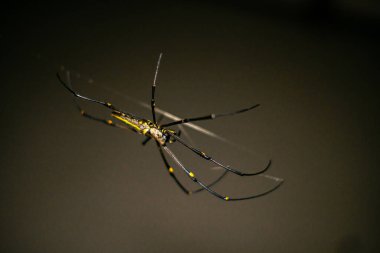 Terk edilmiş bir evde ağ ören bir örümceğin yakın çekim görüntüsü. Bir evin duvarları arasında örümcek ağındaki örümceğin fotoğrafına odaklan ve bokeh.