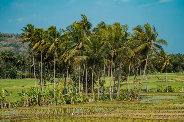 Rice fields in rural Indonesia. A hot afternoon in the middle of green rice fields with coconut trees among the rice fields and a hilly background, so beautiful and peaceful.