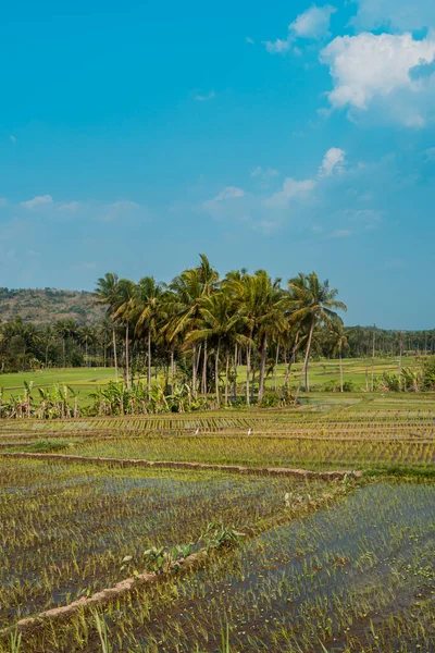Rice fields in rural Indonesia. A hot afternoon in the middle of green rice fields with coconut trees among the rice fields and a hilly background, so beautiful and peaceful.