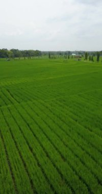 4k portresi, içinde küçük bir yol ve arkasında tepeler olan bir köydeki pirinç tarlalarını gösteriyor. Java adasının kırsal kesiminde yeşil pirinç tarlaları