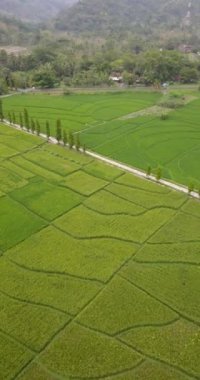 4k portresi, içinde küçük bir yol ve arkasında tepeler olan bir köydeki pirinç tarlalarını gösteriyor. Java adasının kırsal kesiminde yeşil pirinç tarlaları