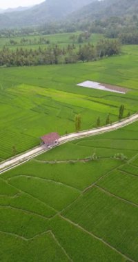 4k portresi, içinde küçük bir yol ve arkasında tepeler olan bir köydeki pirinç tarlalarını gösteriyor. Java adasının kırsal kesiminde yeşil pirinç tarlaları