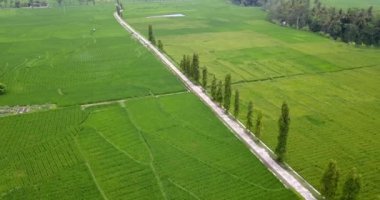 4K hava görüntüleri, içinden küçük bir yol ve arkasındaki tepelerin geçtiği bir köydeki panoramik bir tarla manzarasını gösteriyor. Java adasının kırsal kesiminde yeşil pirinç tarlaları