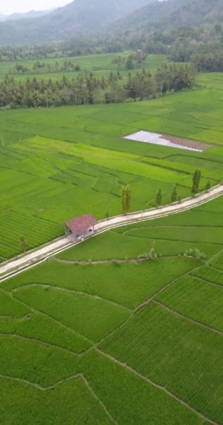 Portrétní Letecké Záběry Ukazují Rýžová Pole Vesnici Malou Silnicí Kopci — Stock video