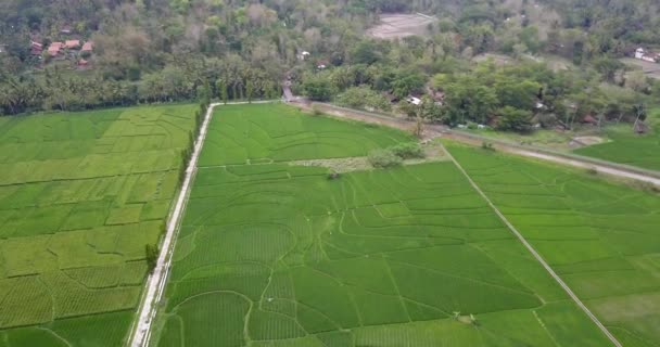 Luftaufnahmen Die Eine Panoramische Ansicht Eines Reisfeldes Einem Dorf Zeigen — Stockvideo