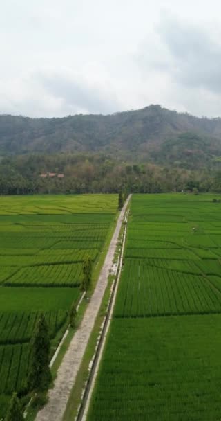 Portrait Luftaufnahmen Zeigen Reisfelder Einem Dorf Mit Einer Kleinen Straße — Stockvideo