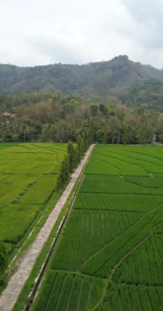 Portrait Luftaufnahmen Zeigen Reisfelder Einem Dorf Mit Einer Kleinen Straße — Stockvideo