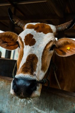 Üreme ağılındaki kahverengi ve beyaz çizgili süt ineğinin başını kapat. Süt inekleri büyük miktarda süt üretebilir. Süt dışında, inek gübresi de gübre olarak kullanılır. Bu da bitkiler için iyidir..
