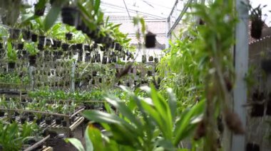Çeşitli türde ve boyutlarda birçok orkide içeren bir seranın görüntüsü. Tohumlardan yetişkinlere serada yetiştirilen çeşitli orkide türlerini kapatın.