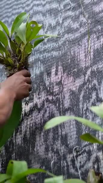 Közelkép Orchideanövények Rutinszerű Karbantartását Ellenőrzését Végző Mezőgazdasági Termelők Tevékenységeiről Orchideatermesztők — Stock videók