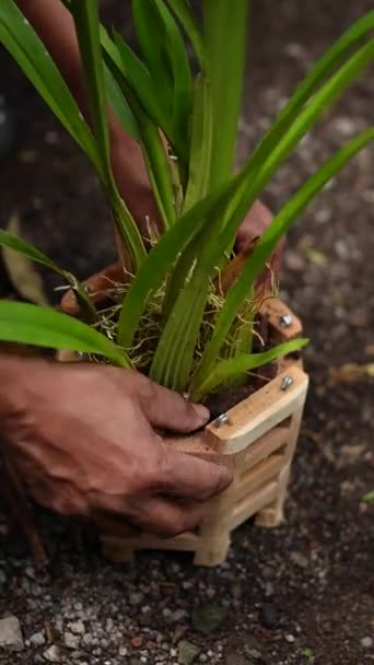 Közelkép Orchideanövények Rutinszerű Karbantartását Ellenőrzését Végző Mezőgazdasági Termelők Tevékenységeiről Orchideatermesztők — Stock videók