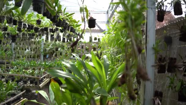 温室里有许多不同类型和大小的兰花植物的形象 在温室里对从幼苗到成虫的各种兰花植物进行近距离培育 — 图库视频影像