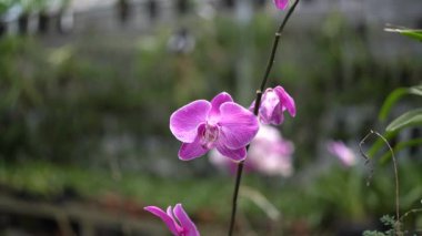 Güneşli bir günde, bahçenin çeşitli renkleri ve tipleri ile orkide bitkilerinin yakın görüntüsü ve bokeh 'i tam çiçeklenir. Çok güzel ve renkli orkide çiçekleri.