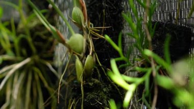 Bir seradaki çeşitli tip ve büyüklükteki birçok orkide bitkisinin yakın ve detaylı görüntüleri. Bir serada fidanlardan yetişkinlere kadar yetiştirilen çeşitli orkide türlerinin yakın çekimi