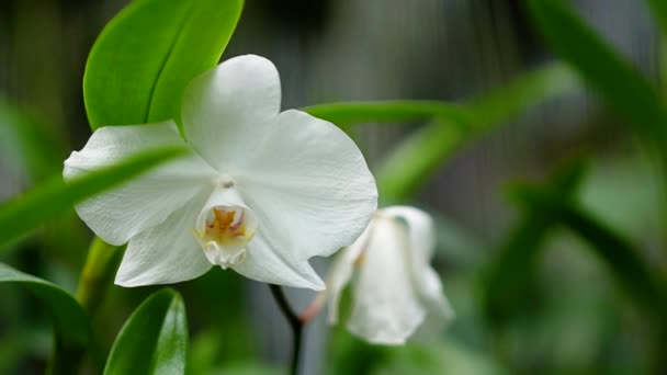 Närbild Och Bokeh Orkidéväxter Full Blom Olika Färger Och Typer — Stockvideo