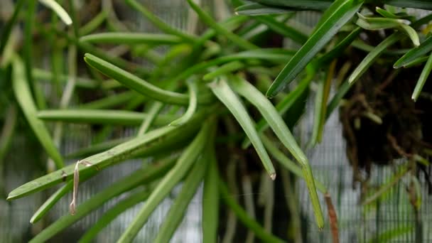 Крупный План Подробные Кадры Многих Орхидеи Растений Различных Типов Размеров — стоковое видео