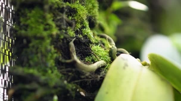 一个温室里许多不同类型和大小的兰花植物的特写和详细镜头 温室中从幼苗到成虫栽培的各类兰花的特写 — 图库视频影像