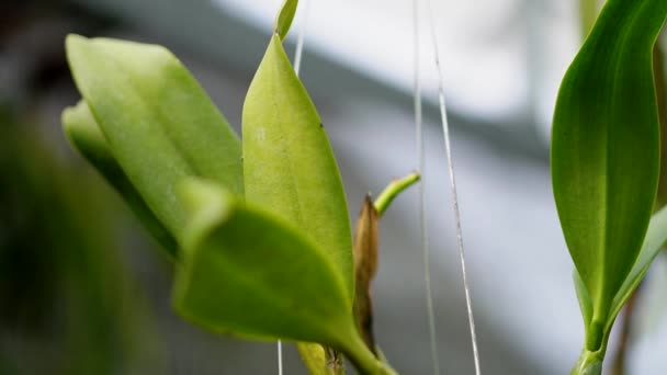 Közelkép Részletes Felvételek Sok Orchidea Növények Különböző Típusú Méretű Egy — Stock videók