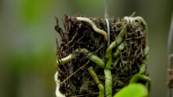 Tæt Detaljerede Optagelser Mange Orkideplanter Forskellige Typer Størrelser Drivhus Close – Stock-video