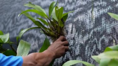 Çiftçilerin rutin bakım ve orkide bitkilerini kontrol etme faaliyetlerine yakından bakın. Orkide çiftçilerinin seradaki rutin aktiviteleri sağlıklı orkide bitkilerini güvence altına almak içindir.