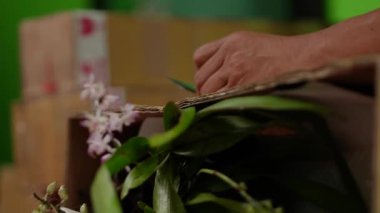 Yüksek açılı orkide ev bitkisi. Tanınmayan Asyalı bir adamın ellerinde köpük ve beyaz kağıtlarla paketlenmiş. Sonra da alıcıya göndermeden önce koli bandıyla kapatılmış.