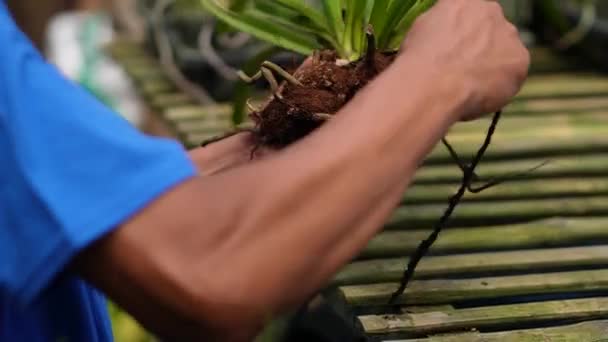 Närbild Verksamheten Hos Jordbrukare Som Utför Rutinunderhåll Och Kontroll Orkidéväxter — Stockvideo