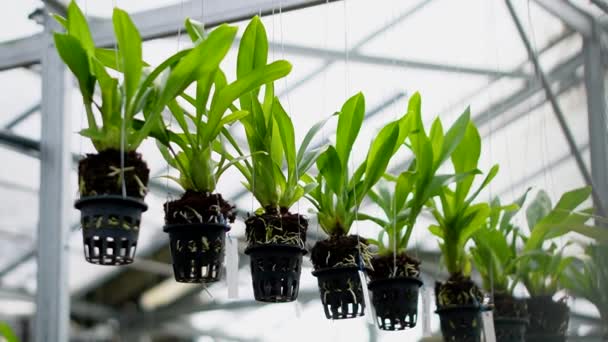 一个温室里许多不同类型和大小的兰花植物的特写和详细镜头 温室中从幼苗到成虫栽培的各类兰花的特写 — 图库视频影像